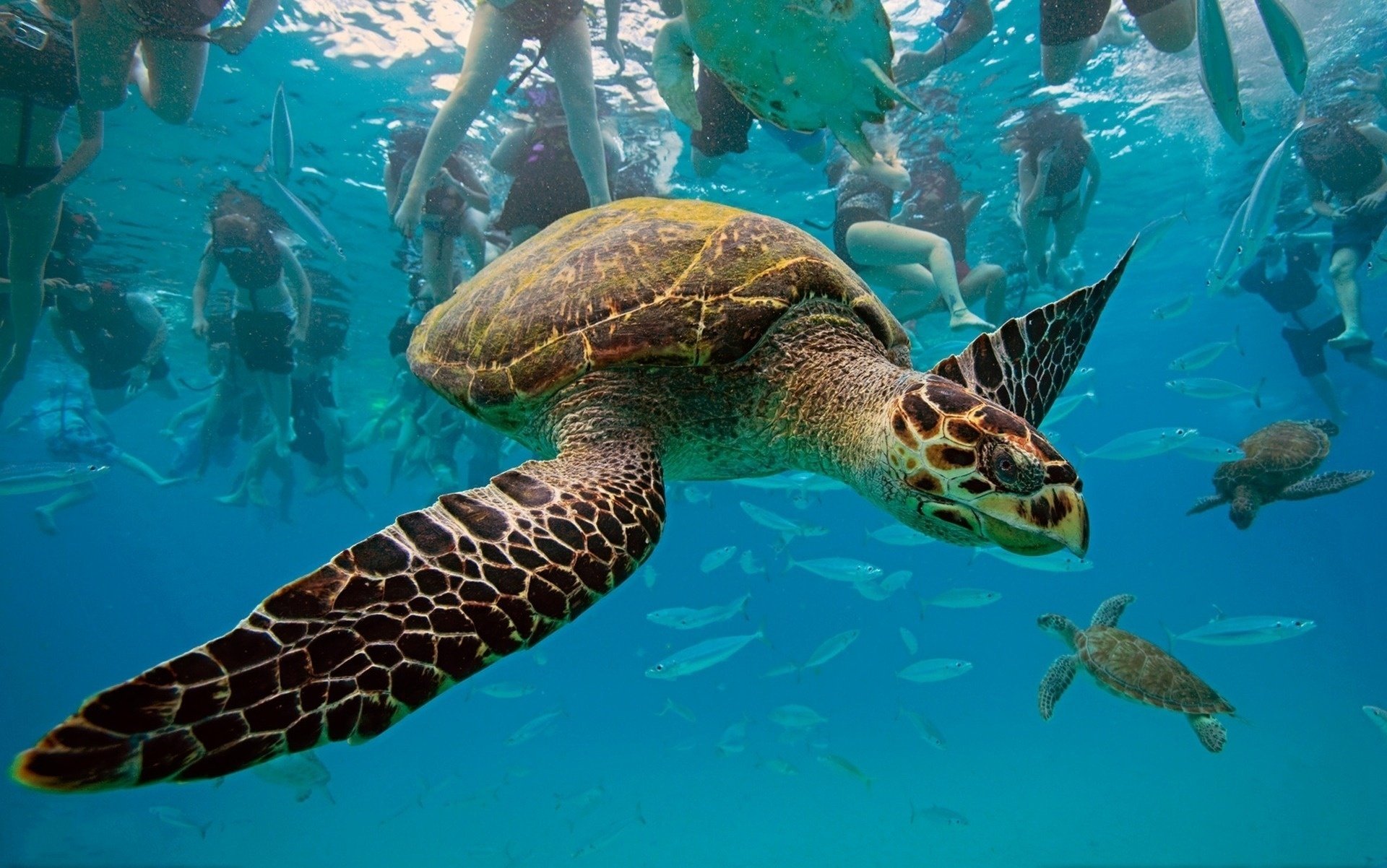 pack turtle animals the ocean water sea movement photo close people fish underwater world photo amphibian