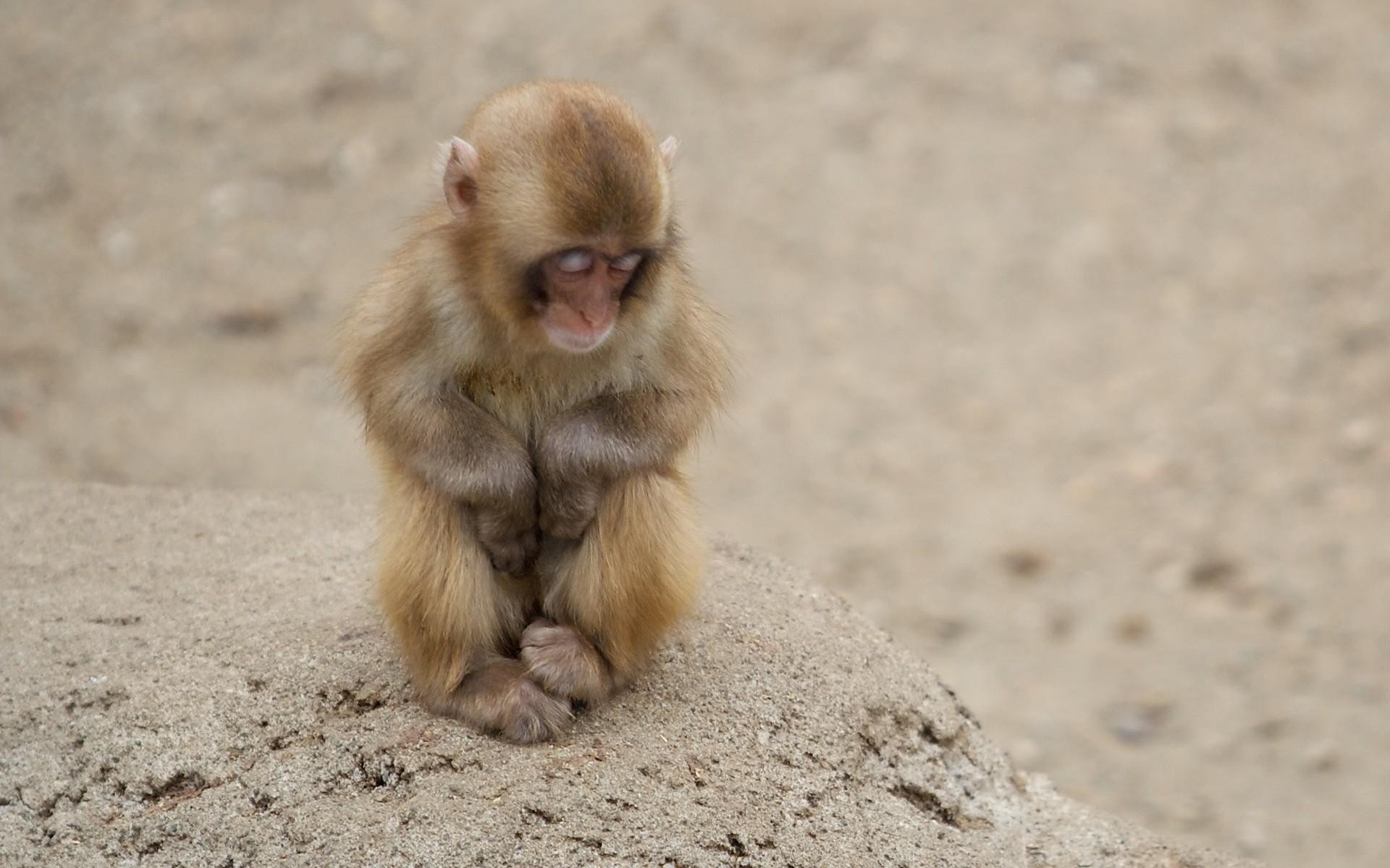 singe tristesse pierre sommeil