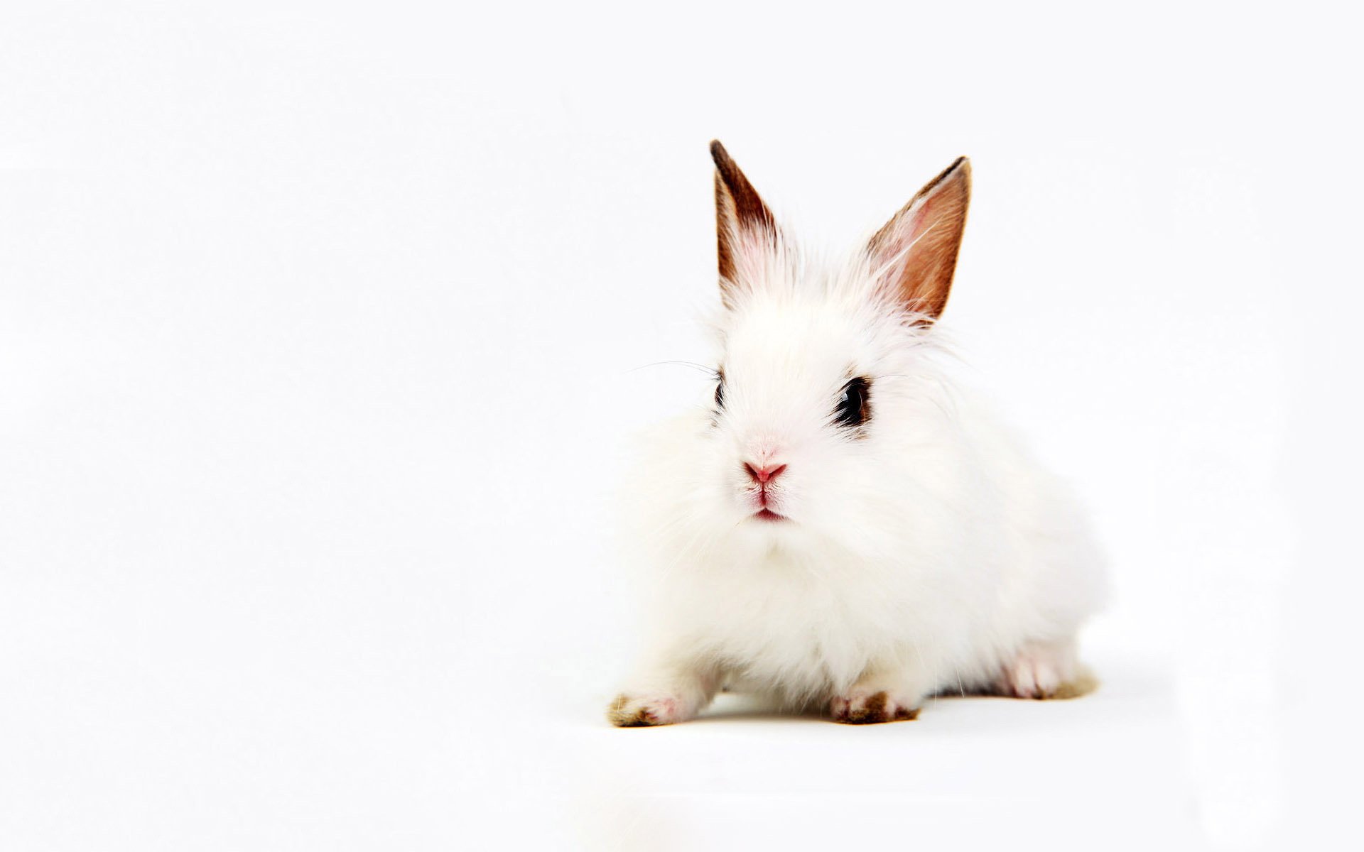 bête effrayée lapin blanc yeux noirs