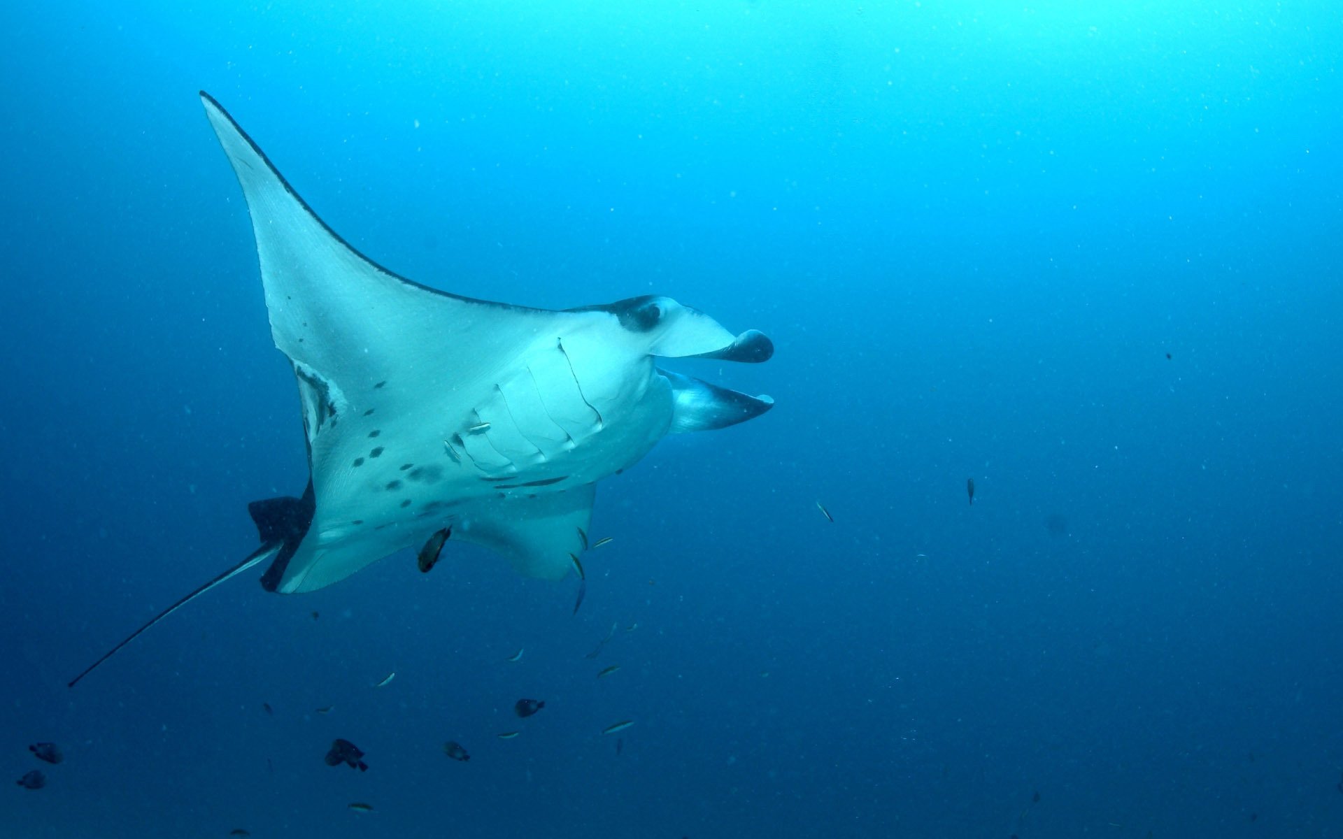 abitante del mare pelle bianca mare uccelli acquatici pesce oceano mondo sottomarino foto pastinaca