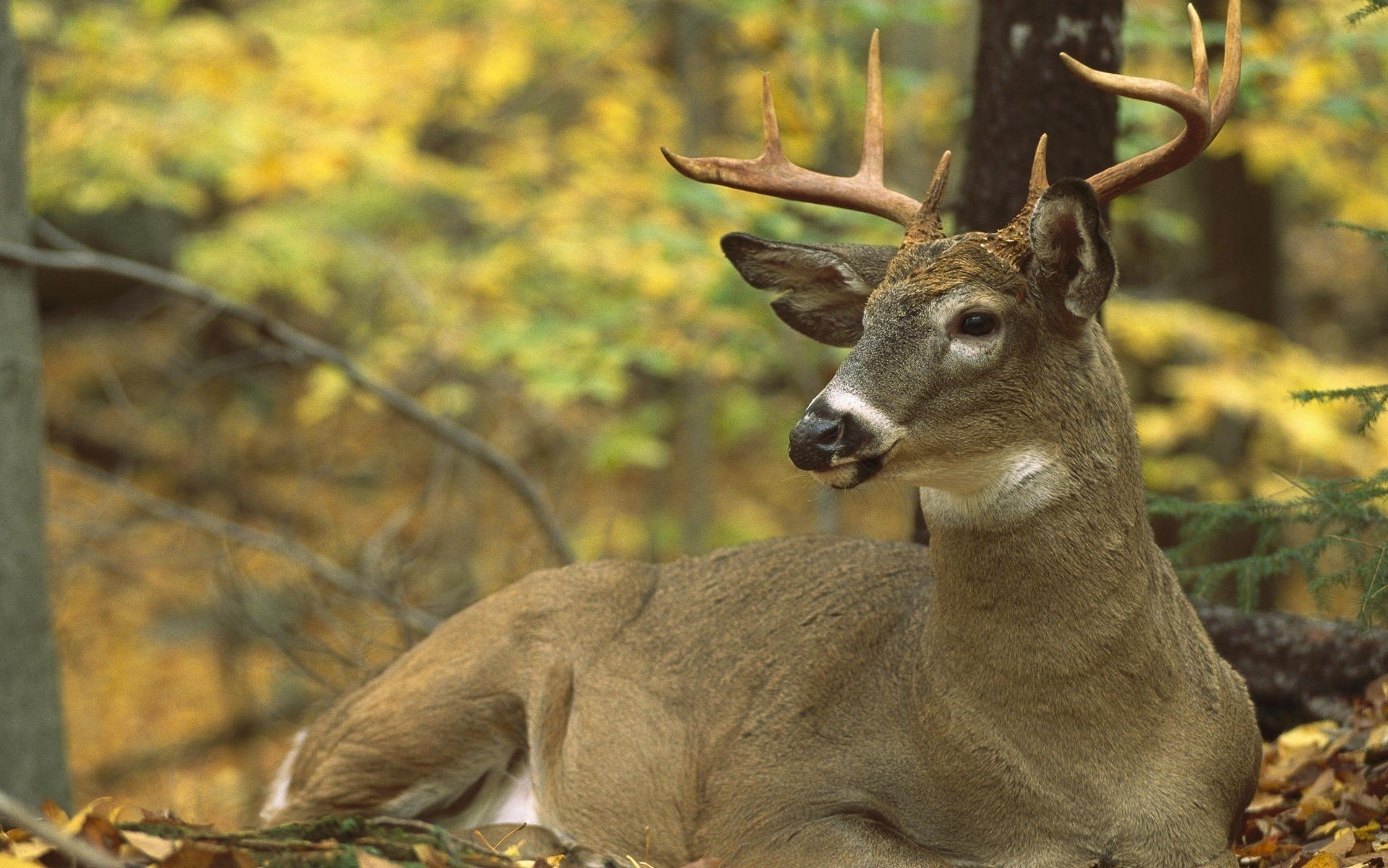 deer horns autumn fox ungulate