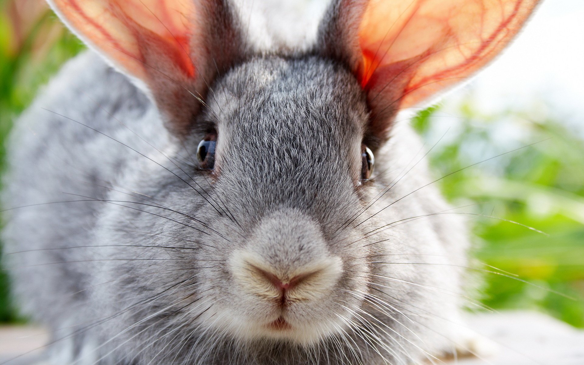 orejas grandes conejo gris ojos orejas ojos negros bigote foto de cerca vista ojos