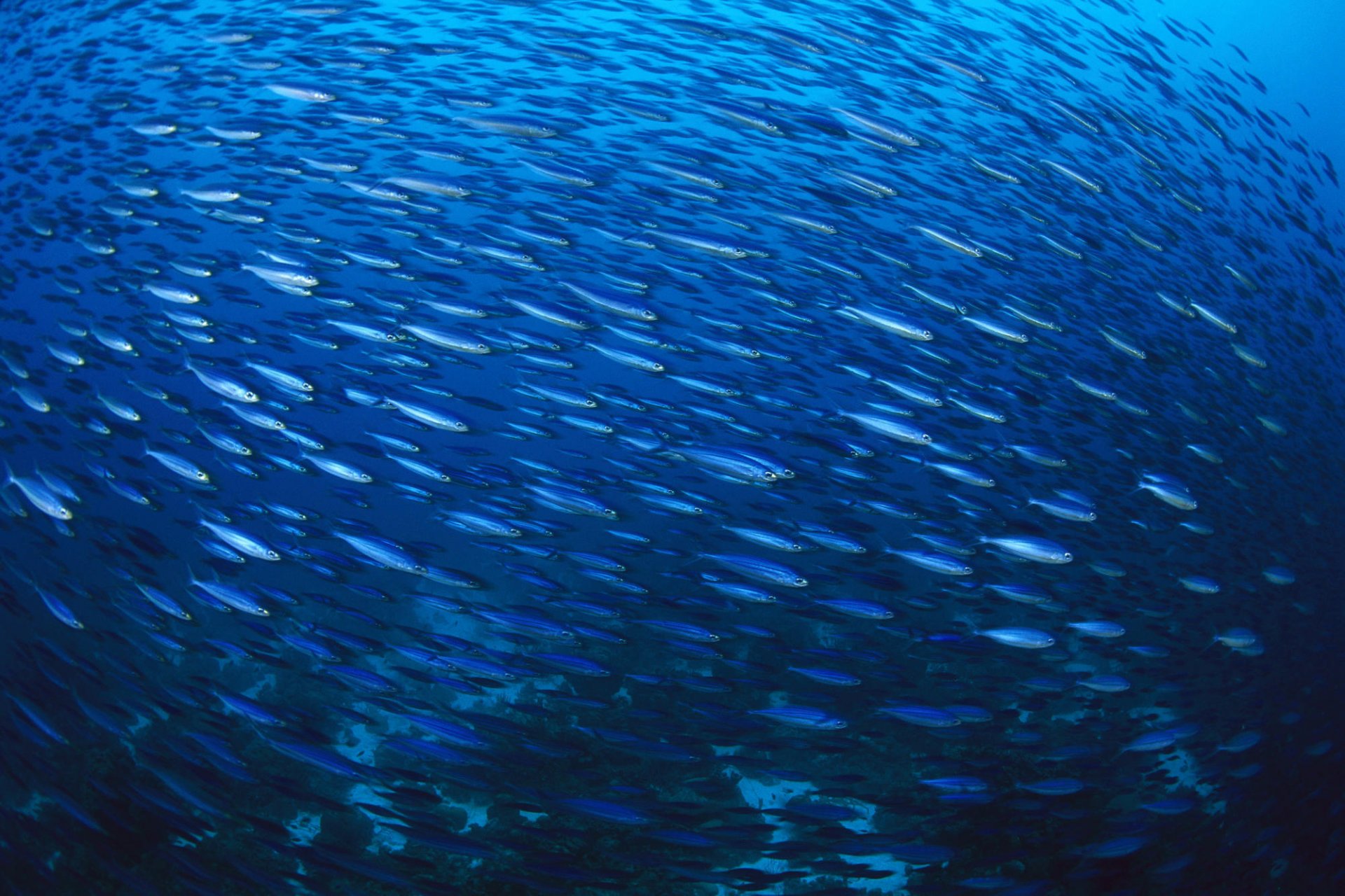 gregge di pesci blu mare uccelli acquatici movimento acqua mondo sottomarino