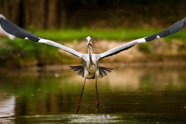 Der Moment wurde gefangen, als ein Storch mit breiter Spannweite einen Fisch aus dem Wasser packte