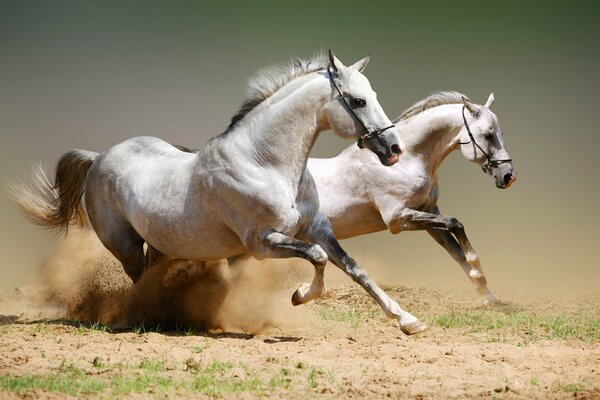 Dos caballos blancos galopan