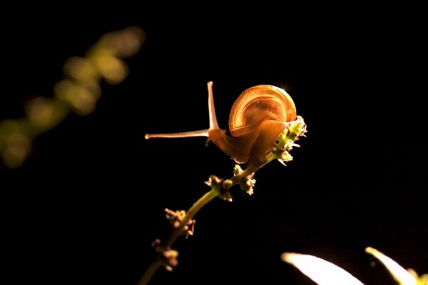 Escargot avec des cornes rampant en couleur sur fond noir