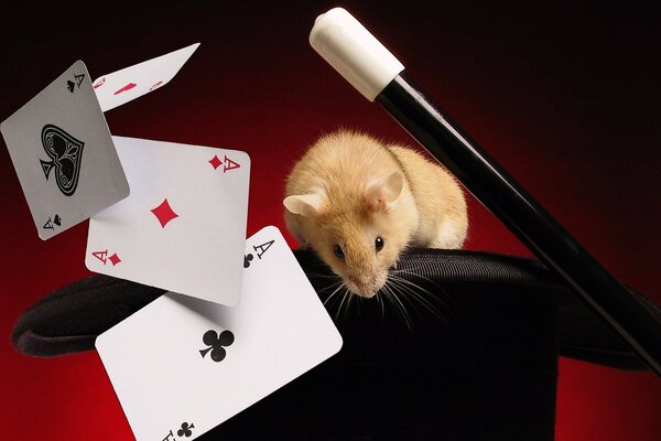 Hat, homak and playing cards