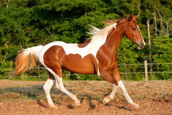 A white and brown horse gallops along a dirt arena against a background of trees