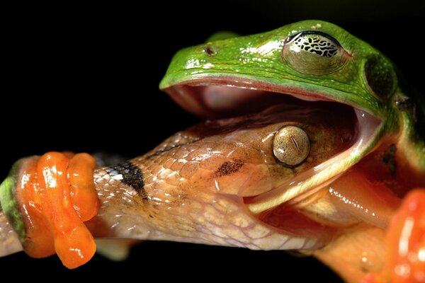 Snake eats green lizard