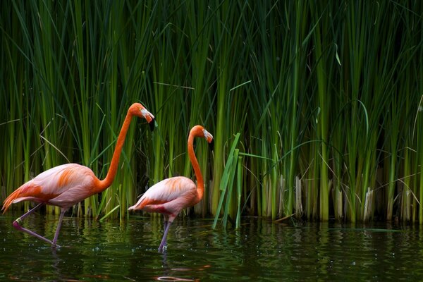 Flamingi z różowym kolorem na wodzie