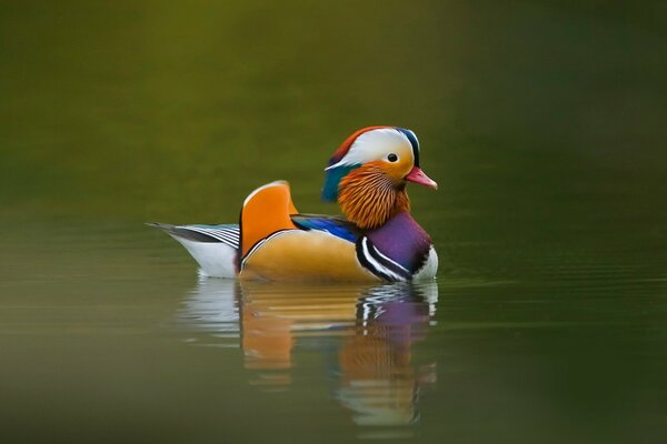 One Mandarin duck among the lake