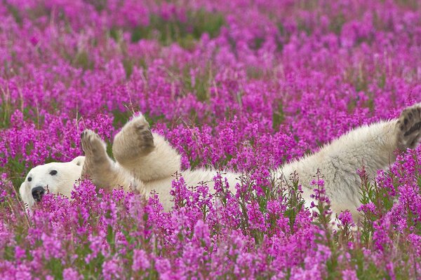 Ours polaire se détend sur le terrain avec des fleurs violettes