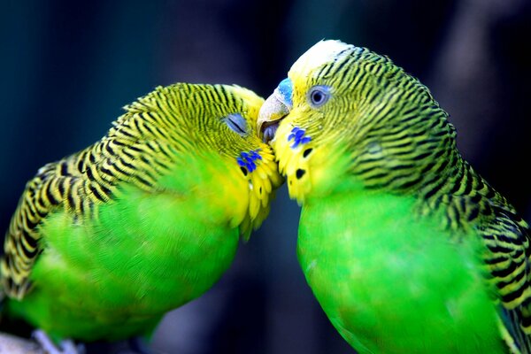 Loros verdes con ojos azules