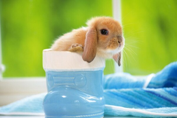 Pequeño conejo sentado en un zapato azul