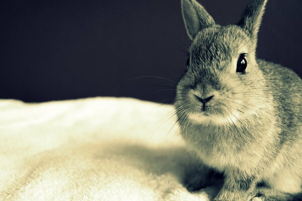 Cute grey rabbit sitting on a white bedspread