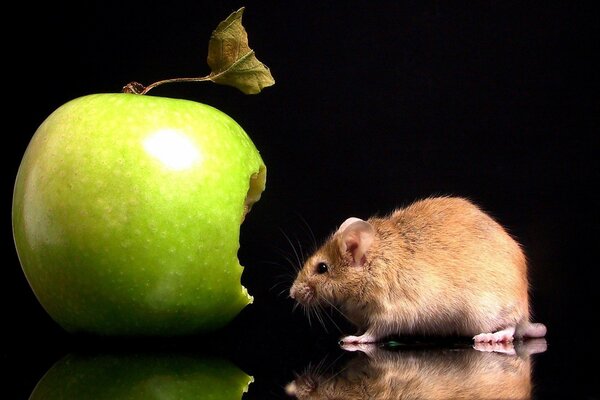 A red mouse and a green apple