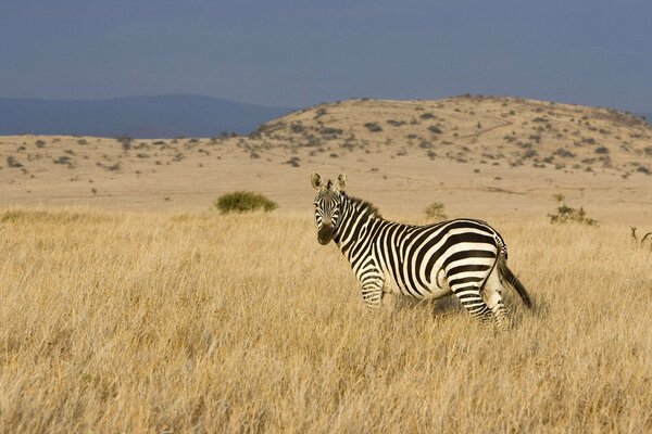 Zèbre solitaire parmi l herbe de la savane africaine