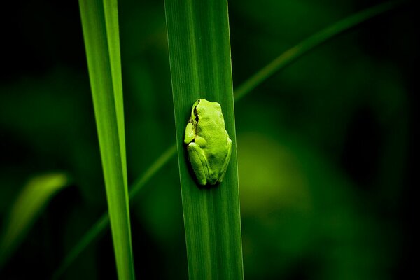 Grenouille verte miette sur l herbe