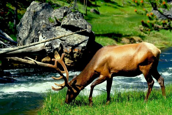 A moose with mighty horns came to drink at a river with a fast current