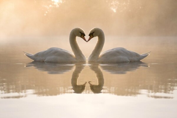 Paire de cygnes sur l eau brumeuse