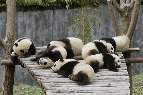 Pandas are lying on a wooden bridge