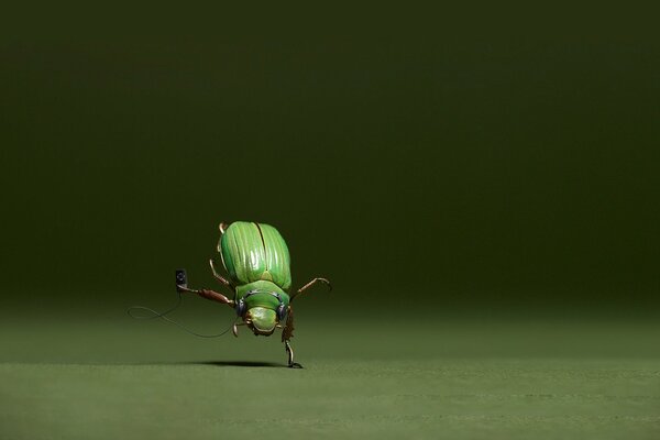 Dancing green beetle, a beautiful insect