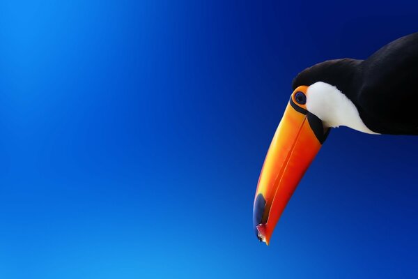 Toucan avec bec orange vif sur fond bleu