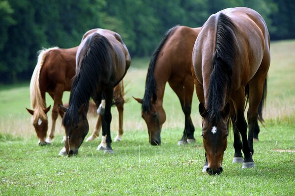 Los caballos marrones comen hierba contra el bosque