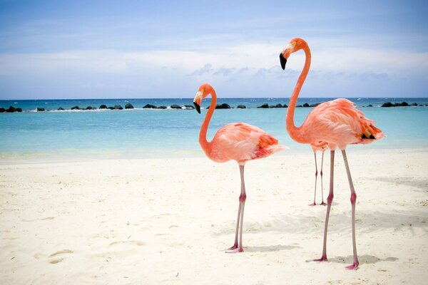 Fenicotteri generici su una spiaggia soleggiata