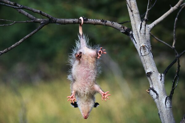 Das Opossum hängt nur mit dem Schwanz an einem Ast