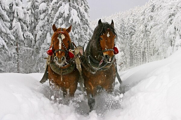 A pair of harnessed horses run in the winter forest