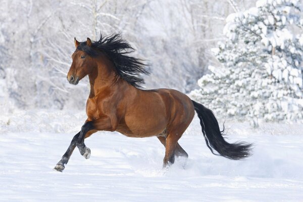 Il cavallo corre sulla neve, con una criniera in via di sviluppo