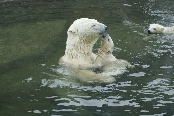 Maternal tenderness of the polar bear