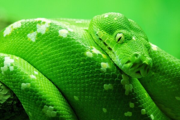 La mirada fija de Boa sobre la supuesta presa