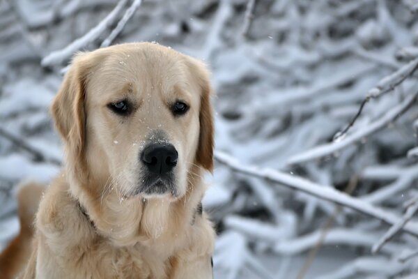 Labrador w zimowym lesie