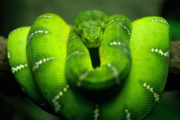 A green snake on a branch