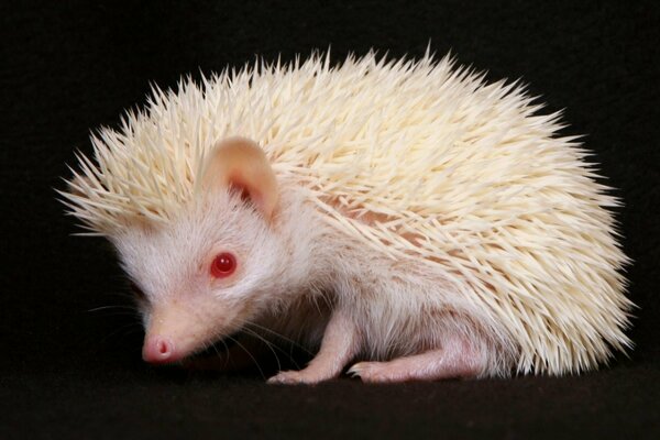 Albino hedgehog with white spines and red eyes