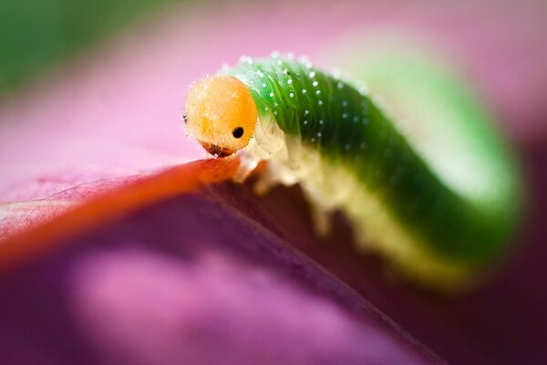 Gros plan de chenille de couleur verte sur un pétale