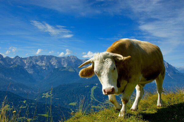 Bull on top of a mountain in sunny weather