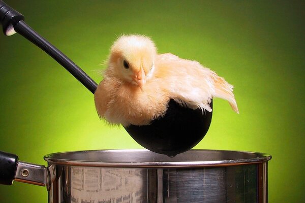 Makrofotografie. Gelbes Huhn in einer schwarzen Pfanne