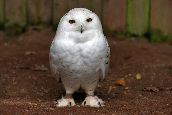 A white owl with a cute face