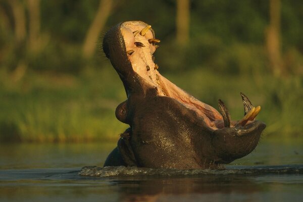 Behemoth splashing in the water in nature with his mouth agape