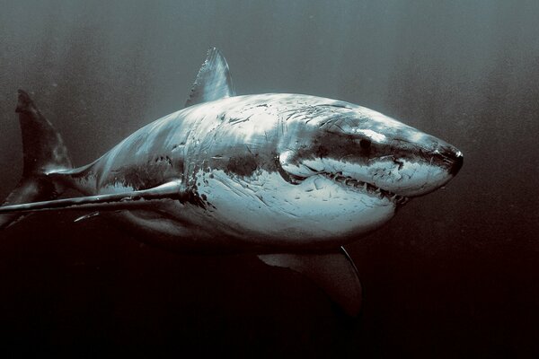 Requin effrayant et méchant avec des cicatrices