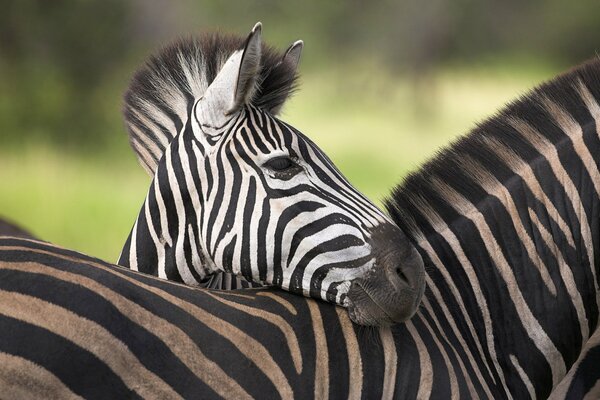 Ein müdes Zebrababy drückte seinen Kopf gegen seine Mutter