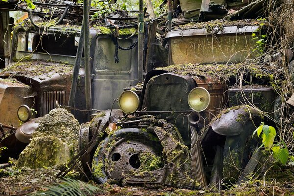 Cars in scrap metal overgrown with moss