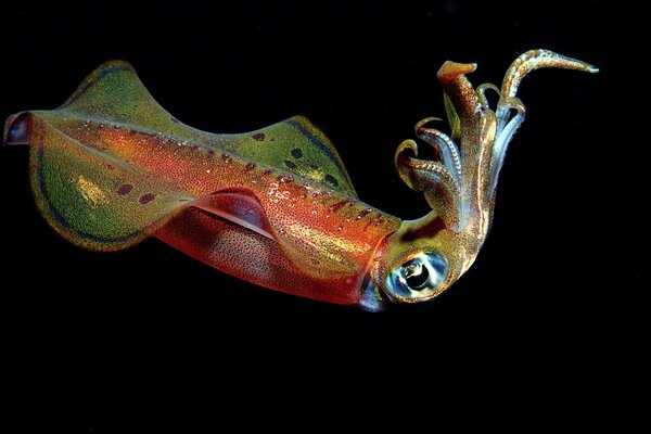 Squid with tentacles underwater on a black background photo