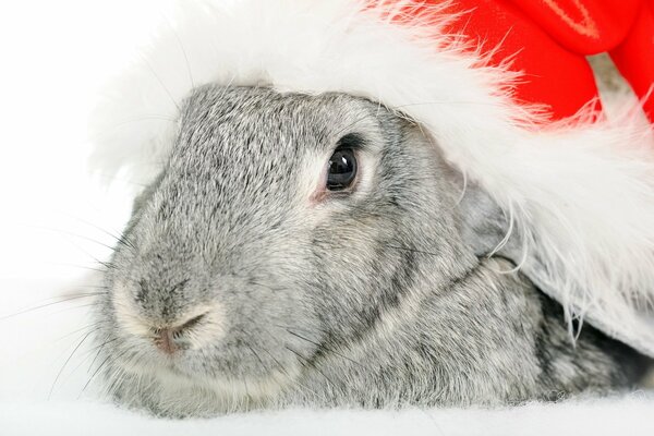 Lapin dans le chapeau du nouvel an