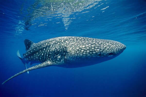 Photo of a tiger shark at the bottom of the ocean