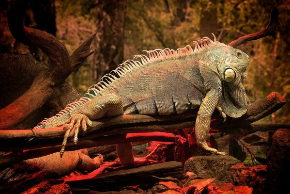 Iguana vieja con piel colgante en una rama de árbol en el bosque