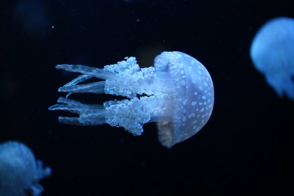 Pale blue jellyfish on the background of dark water